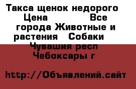 Такса щенок недорого › Цена ­ 15 000 - Все города Животные и растения » Собаки   . Чувашия респ.,Чебоксары г.